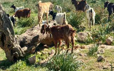 Z Pafos do wąwozu Avakas Kanyon Mini Marathon