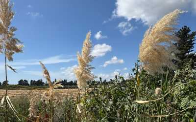 Wycieczka na plażę Skała Afrodyty [35] z Pafos